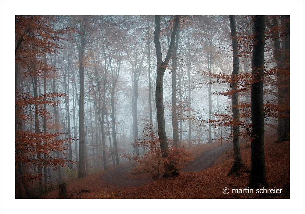 Herbstwald am Österberg, Tübingen