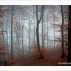 Herbstwald am Österberg, Tübingen