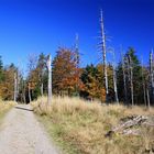 Herbstwald am Rennsteig