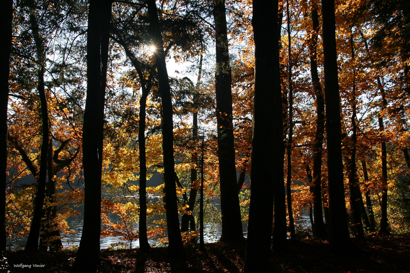 Herbstwald am Rhein