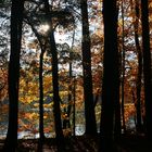 Herbstwald am Rhein