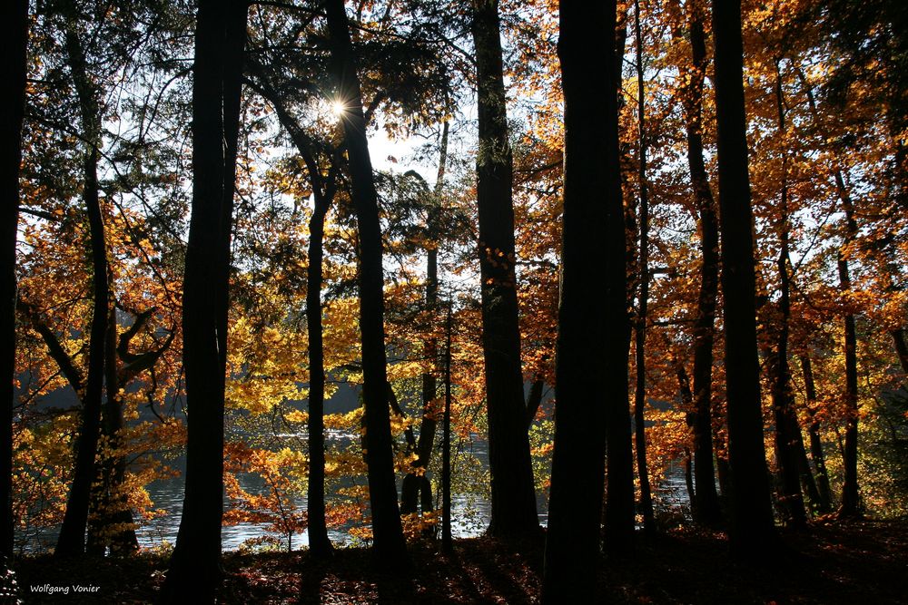 Herbstwald am Rhein