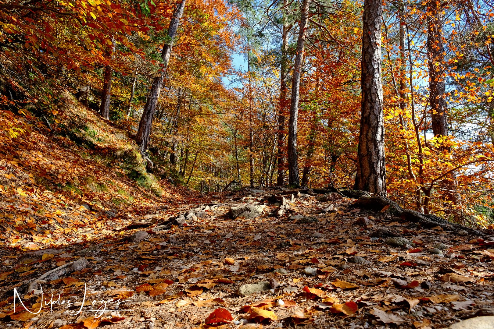 Herbstwald am Ritten