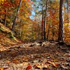 Herbstwald am Ritten