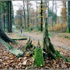 Herbstwald am Rothaarsteig