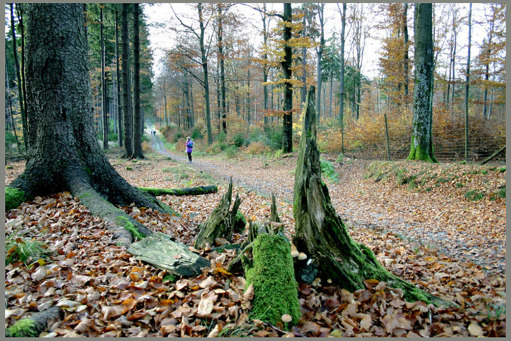 Herbstwald am Rothaarsteig