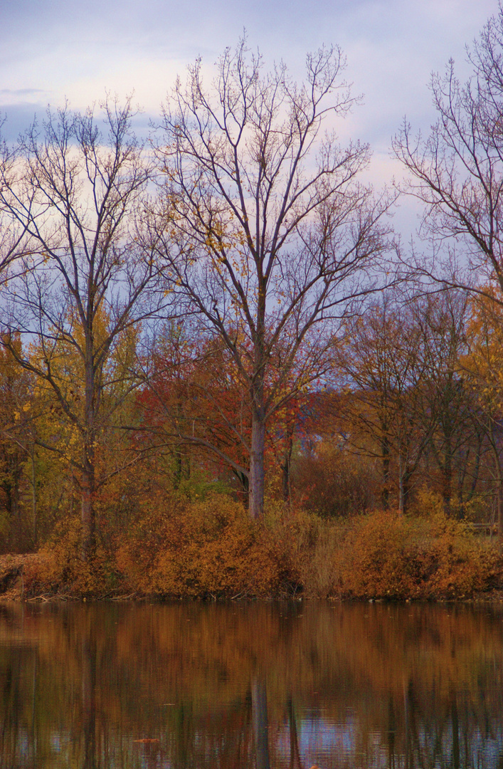 Herbstwald am See