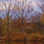 Herbstwald am See