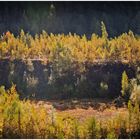 Herbstwald am Spätnachmittag