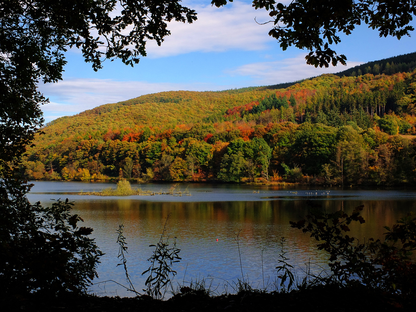 Herbstwald am Stausee Obermaubach