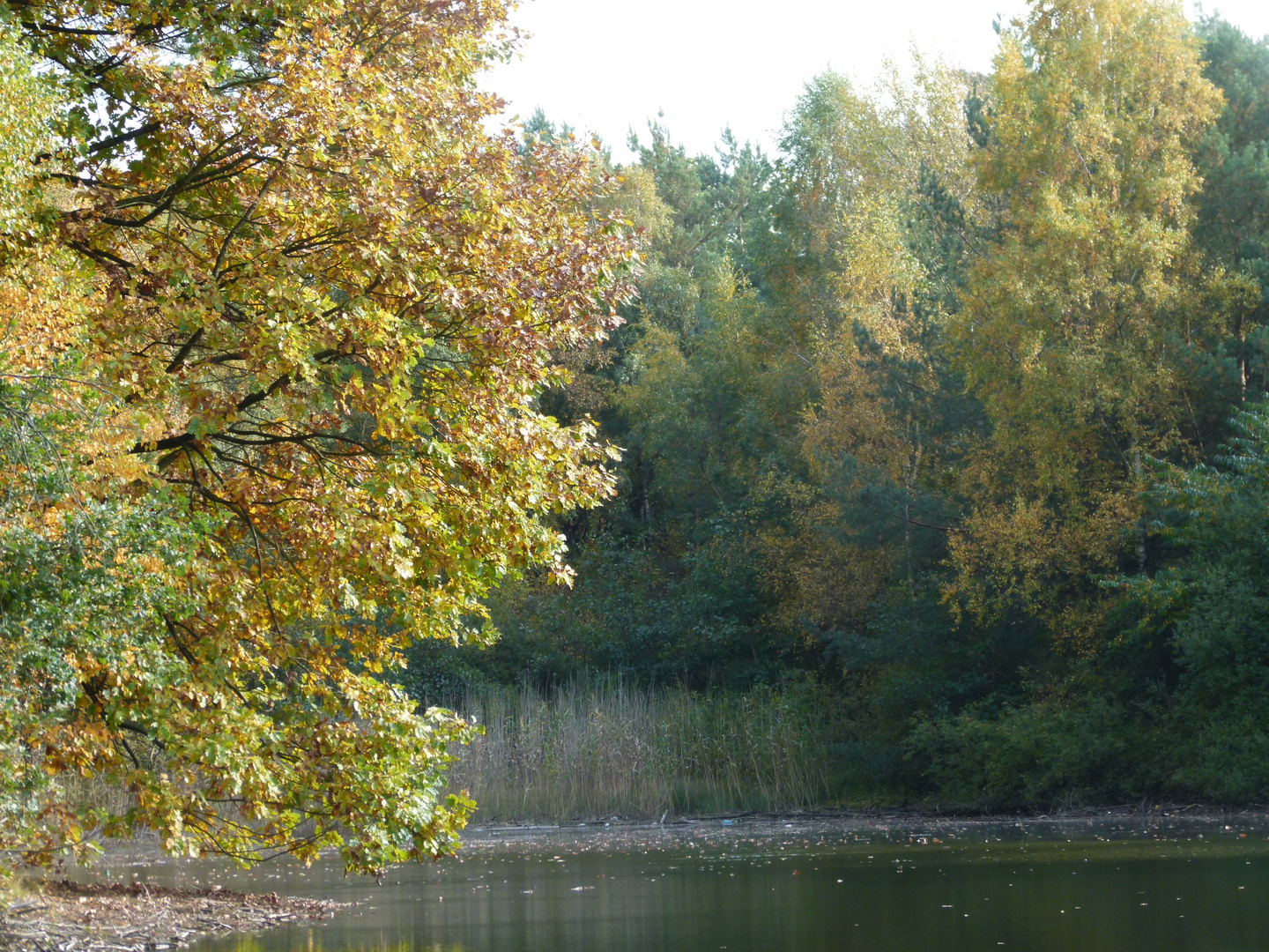 Herbstwald am Stöckser See