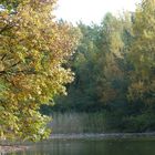 Herbstwald am Stöckser See