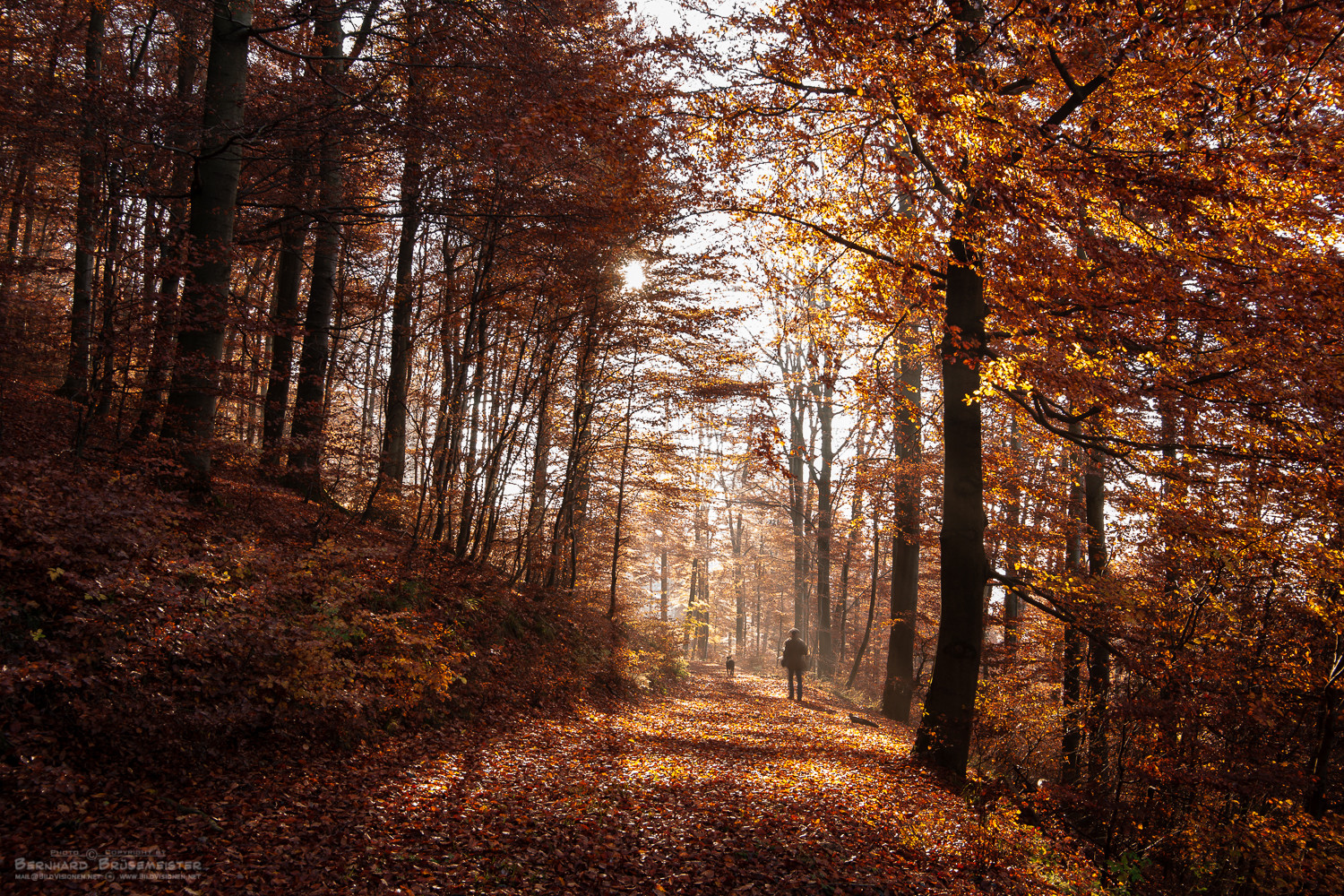 Herbstwald an der Alten Burg (Rothaarkamm/Siegerland)