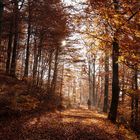 Herbstwald an der Alten Burg (Rothaarkamm/Siegerland)