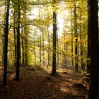 Herbstwald an der Eiringsburg