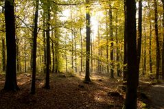 Herbstwald an der Eiringsburg