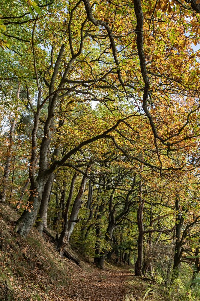 Herbstwald an der Elbe