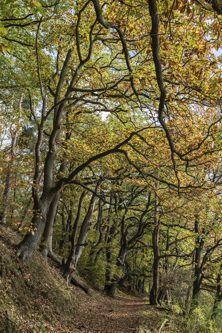 Herbstwald an der Elbe