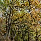 Herbstwald an der Elbe