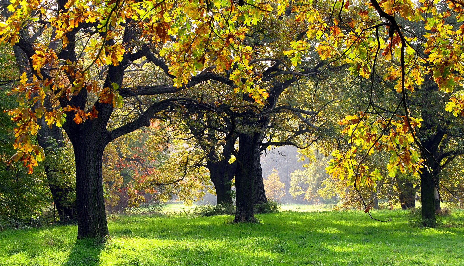 Herbstwald an der Mulde