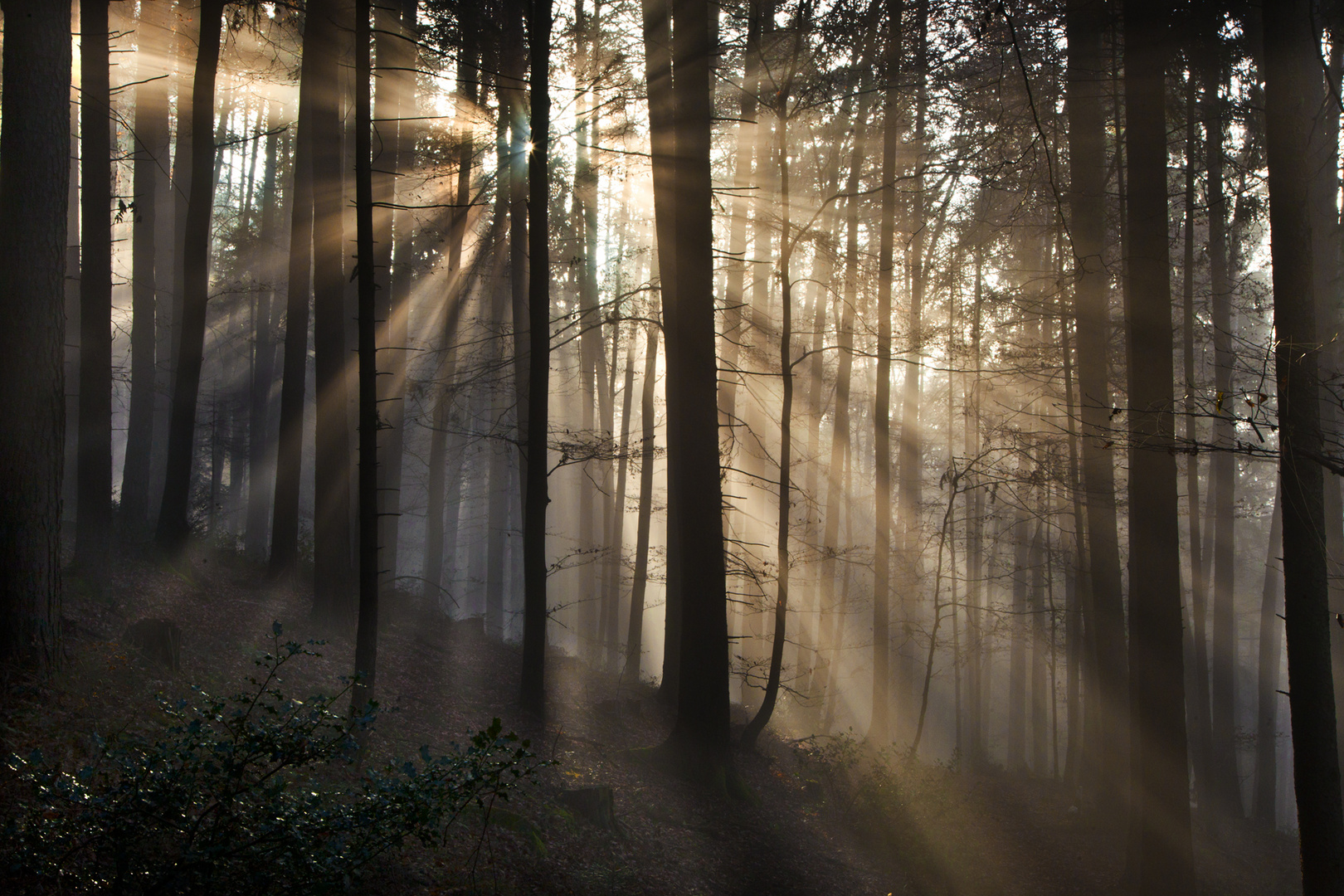 Herbstwald an der Nebelobergrenze