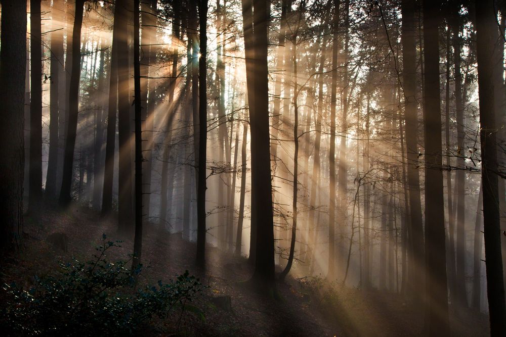 Herbstwald an der Nebelobergrenze