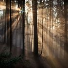 Herbstwald an der Nebelobergrenze