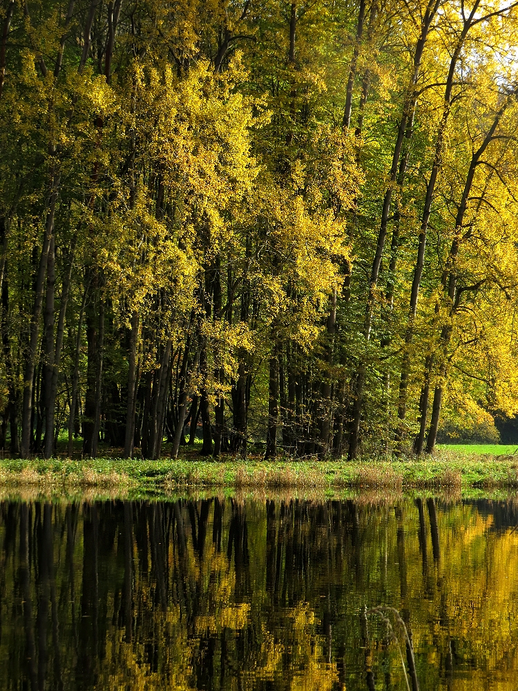 Herbstwald an der Saale