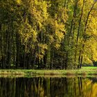 Herbstwald an der Saale