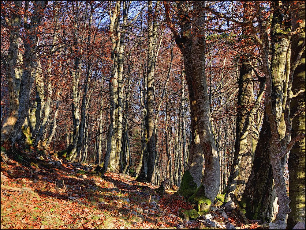 Herbstwald auf 1300 m.ü.M...