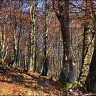 Herbstwald auf 1300 m.ü.M...