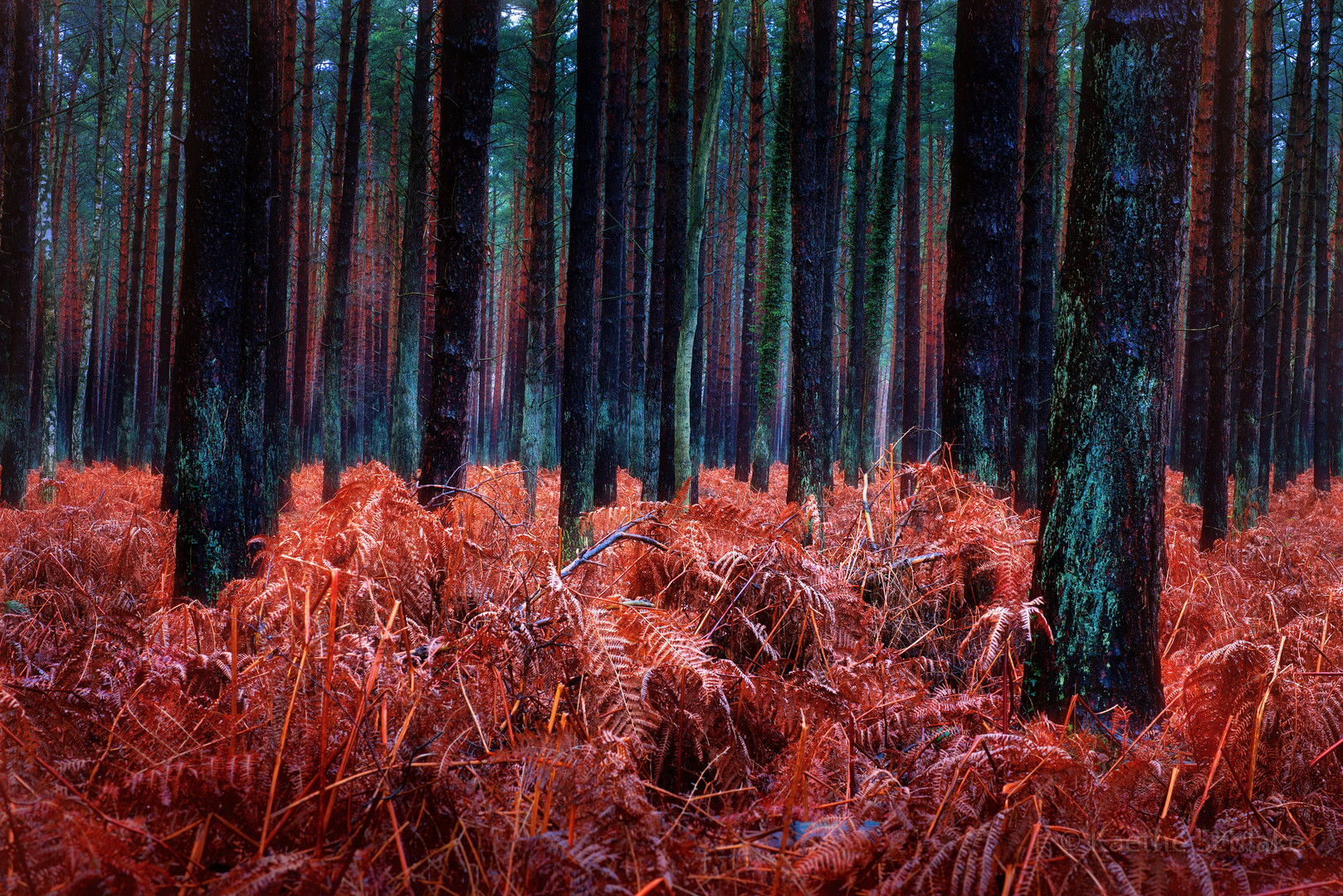 Herbstwald auf dem Darß