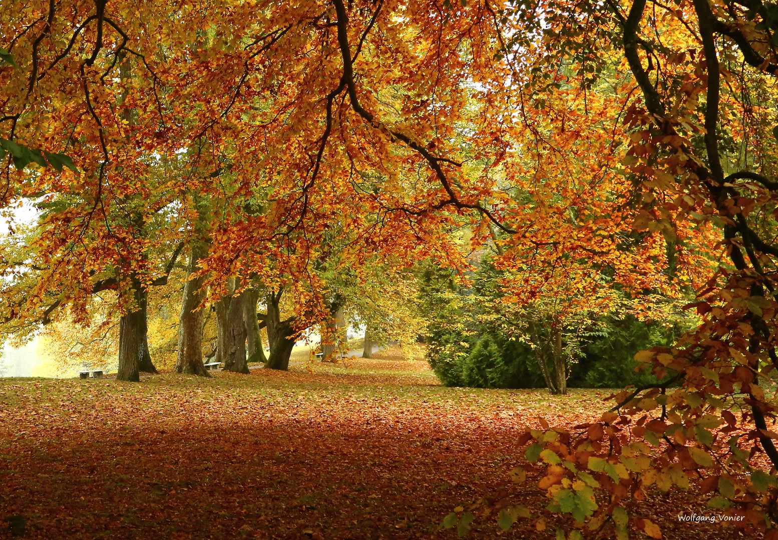 Herbstwald auf der Mainau