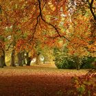 Herbstwald auf der Mainau