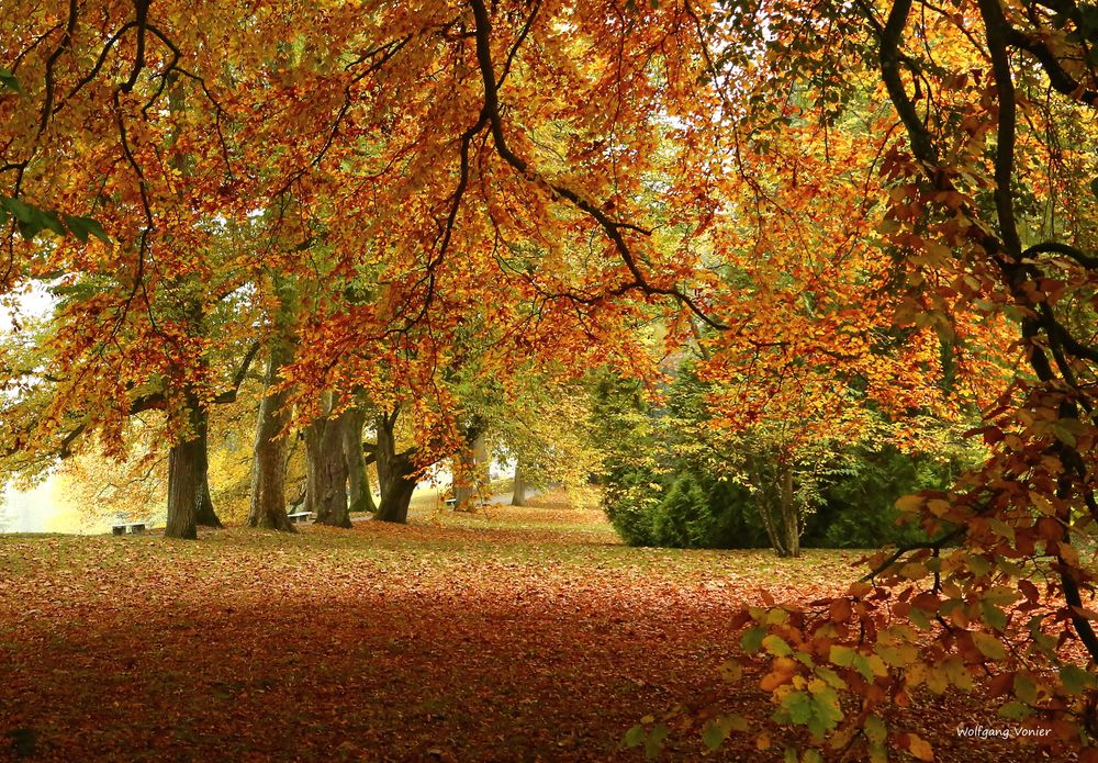 Herbstwald auf der Mainau