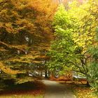 Herbstwald auf der Mainau