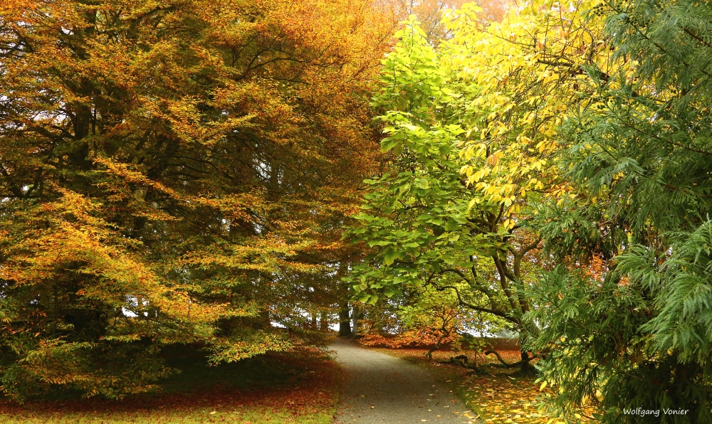 Herbstwald auf der Mainau