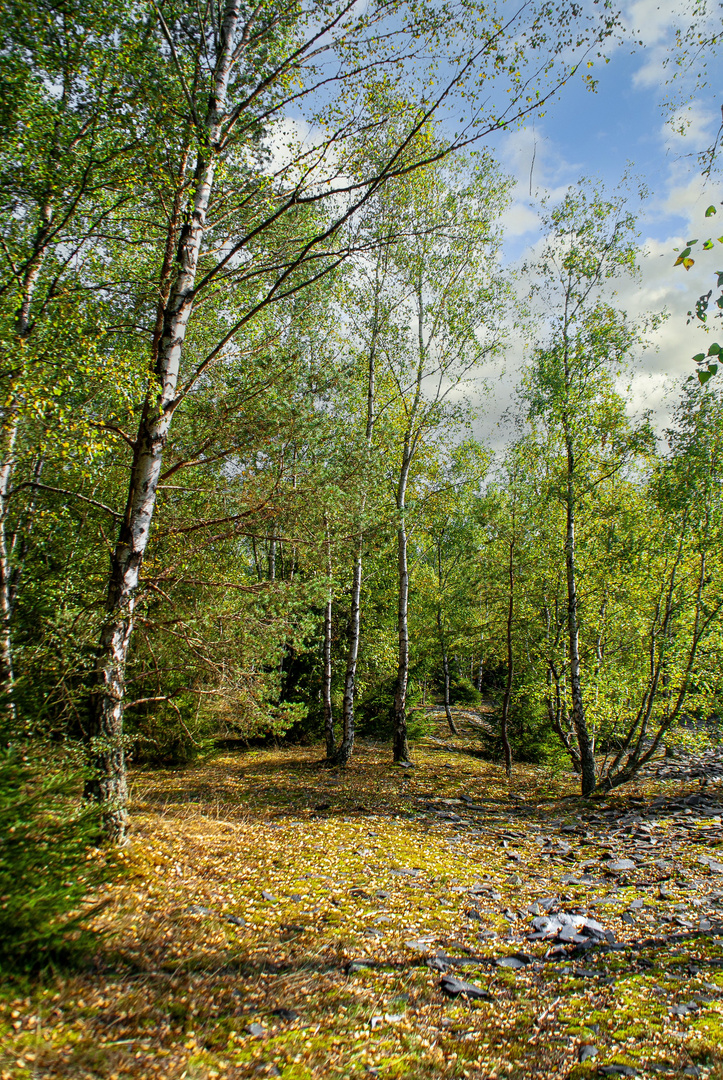 Herbstwald auf der Schieferhalde