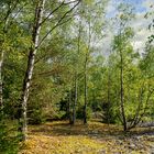 Herbstwald auf der Schieferhalde