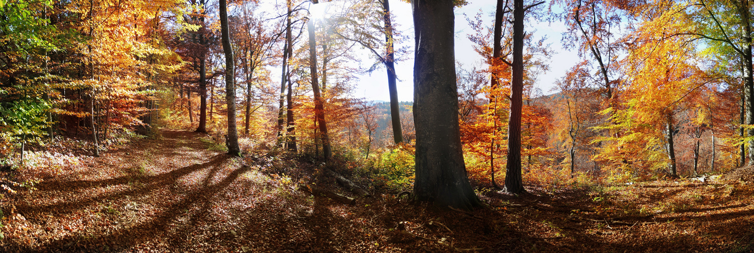 Herbstwald auf der schwäbischen Alb