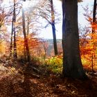 Herbstwald auf der schwäbischen Alb