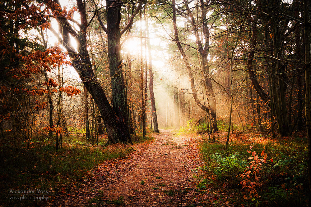 Herbstwald auf Rügen