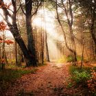 Herbstwald auf Rügen