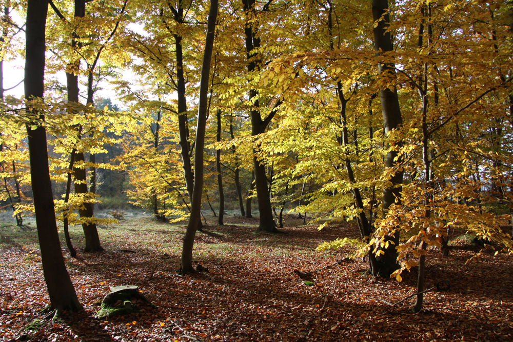 Herbstwald auf Usedom