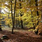 Herbstwald auf Usedom