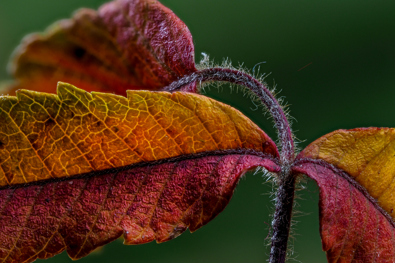  Herbstwald (Ausschnitt)