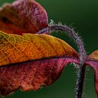  Herbstwald (Ausschnitt)