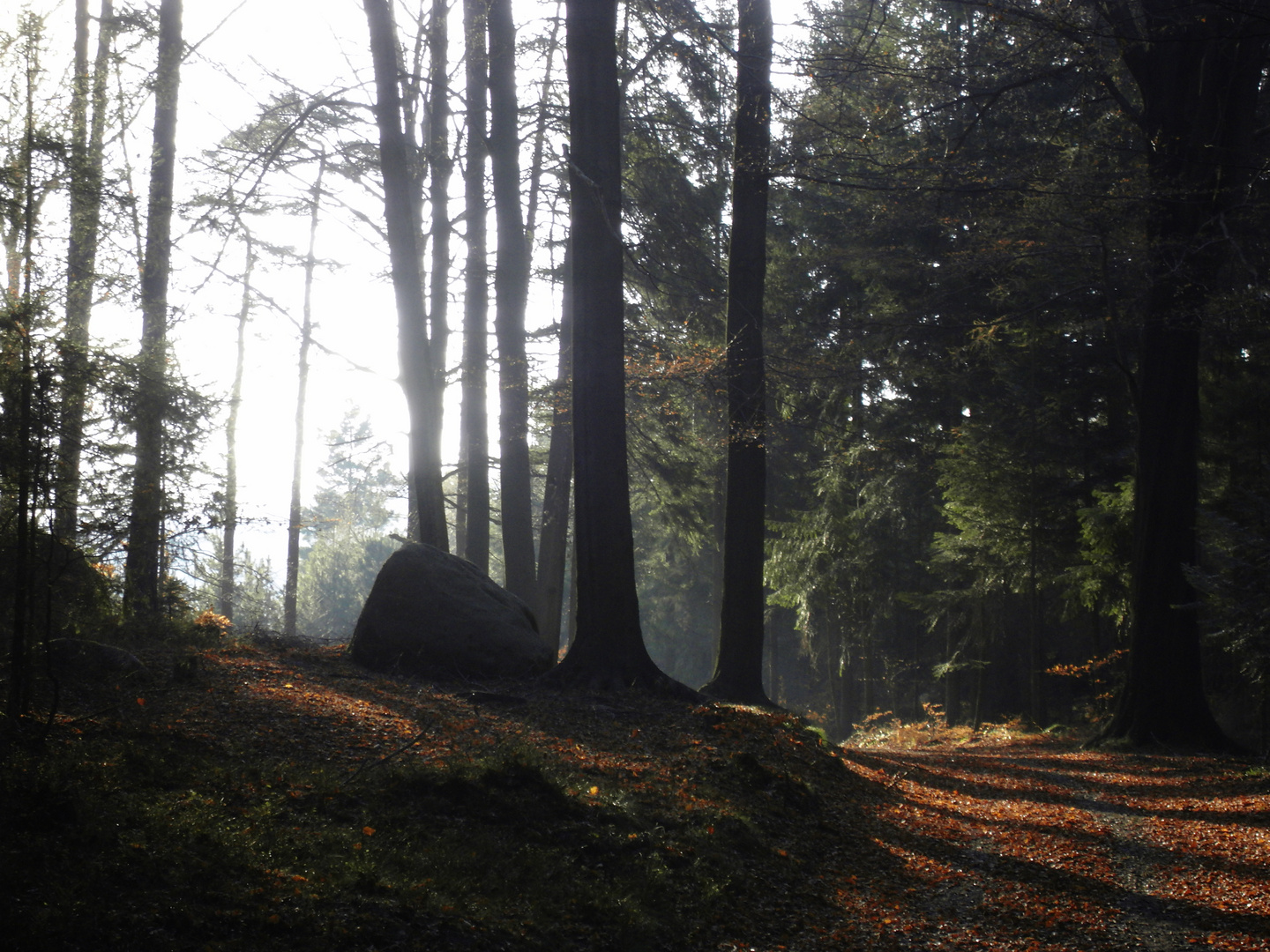 Herbstwald / autumn forest