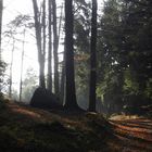 Herbstwald / autumn forest