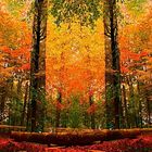 Herbstwald  -  autumn forest